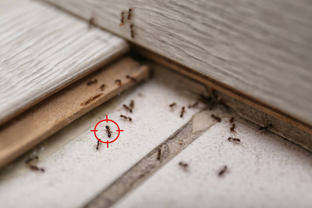 Best Pest Control Treatment  in Crown Heights, NY