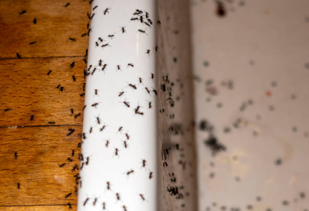 Best Pest Inspection Near Me  in Crown Heights, NY
