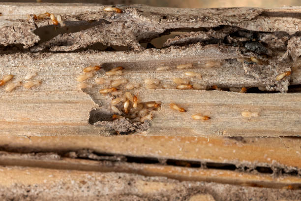 Best Wasp Removal Services  in Crown Heights, NY